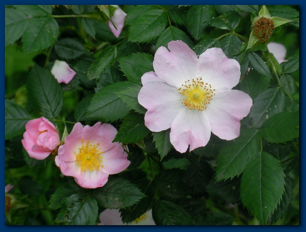 600x449 pixels (106K)